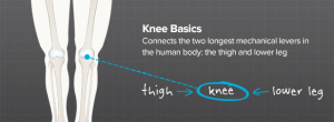 how-does-a-knee-function