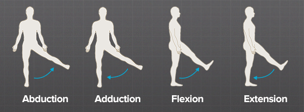 How Does a Hip Joint Move? 