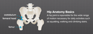 What Does a Hip Do? - Brainlab.org