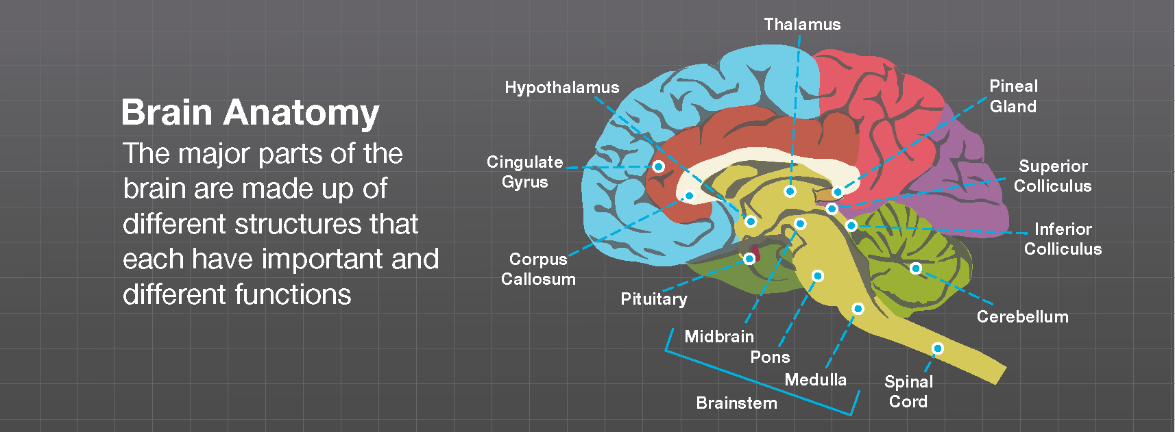 Brainstem: Anatomy, Function, and Treatment