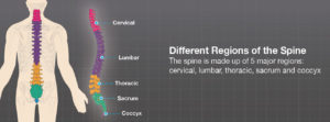 Illustration of the spine major regions