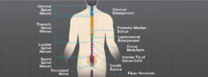 Illustration of the various nerves in the spine: The cervical, thoracic, lumbar,